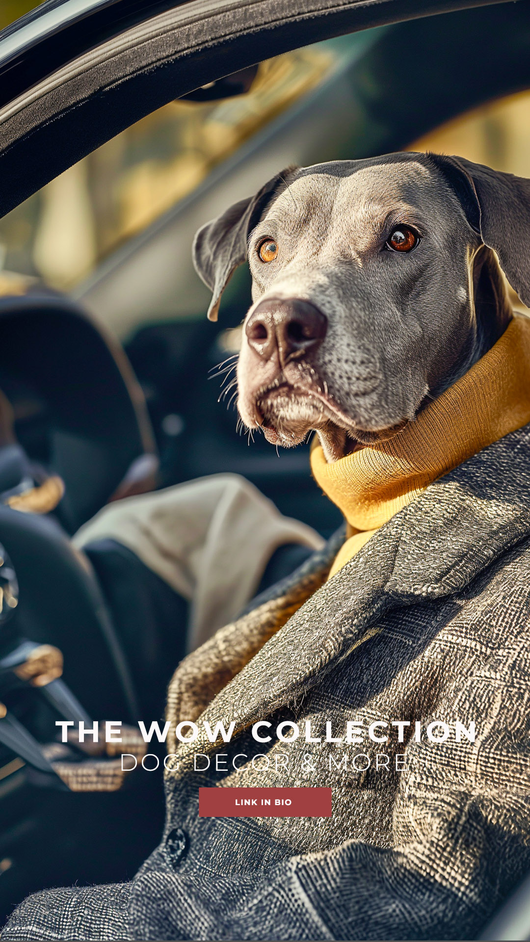 A great dane dressed in turtleneck and sportcoat at the wheel of a luxury car